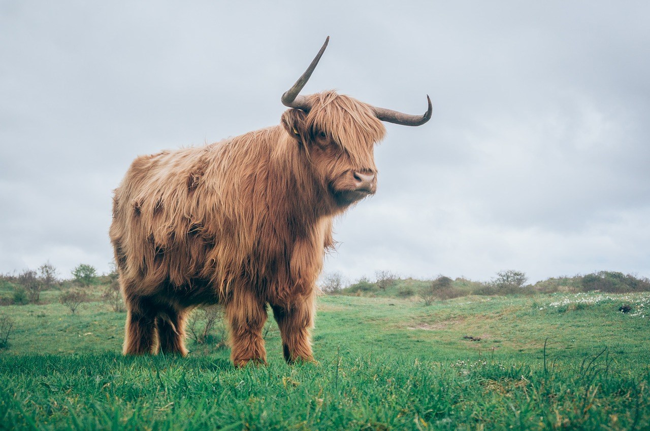 highland-cattle-1850904_1280.jpg