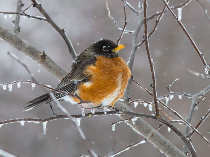spring robin (003).jpg